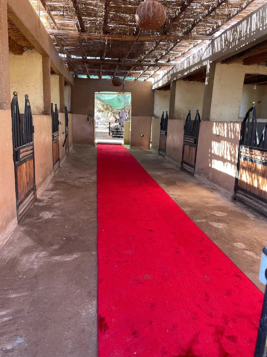 Cheval Palmeraie Marrakech 4