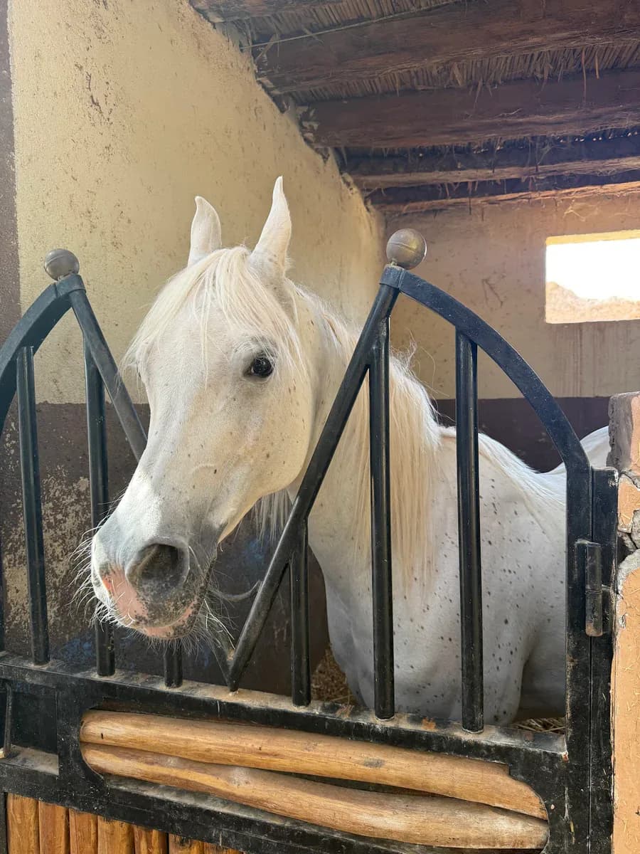 Cheval Marrakech 4