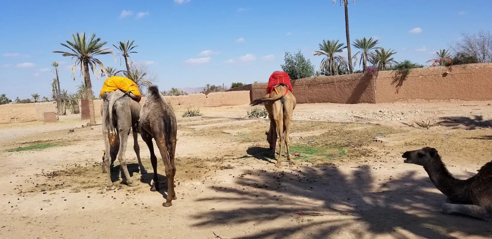 Palmerie Marrakech Activities 2