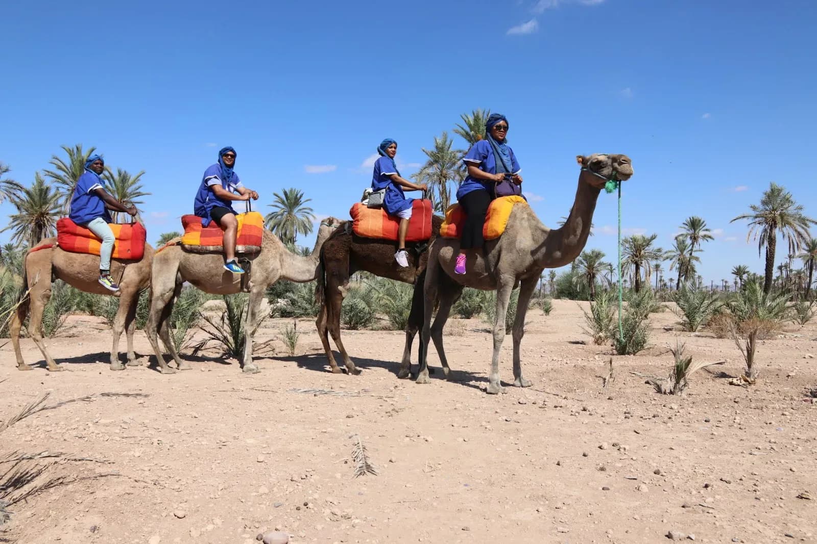 Camel Ride Through a Moroccan Palm Grove