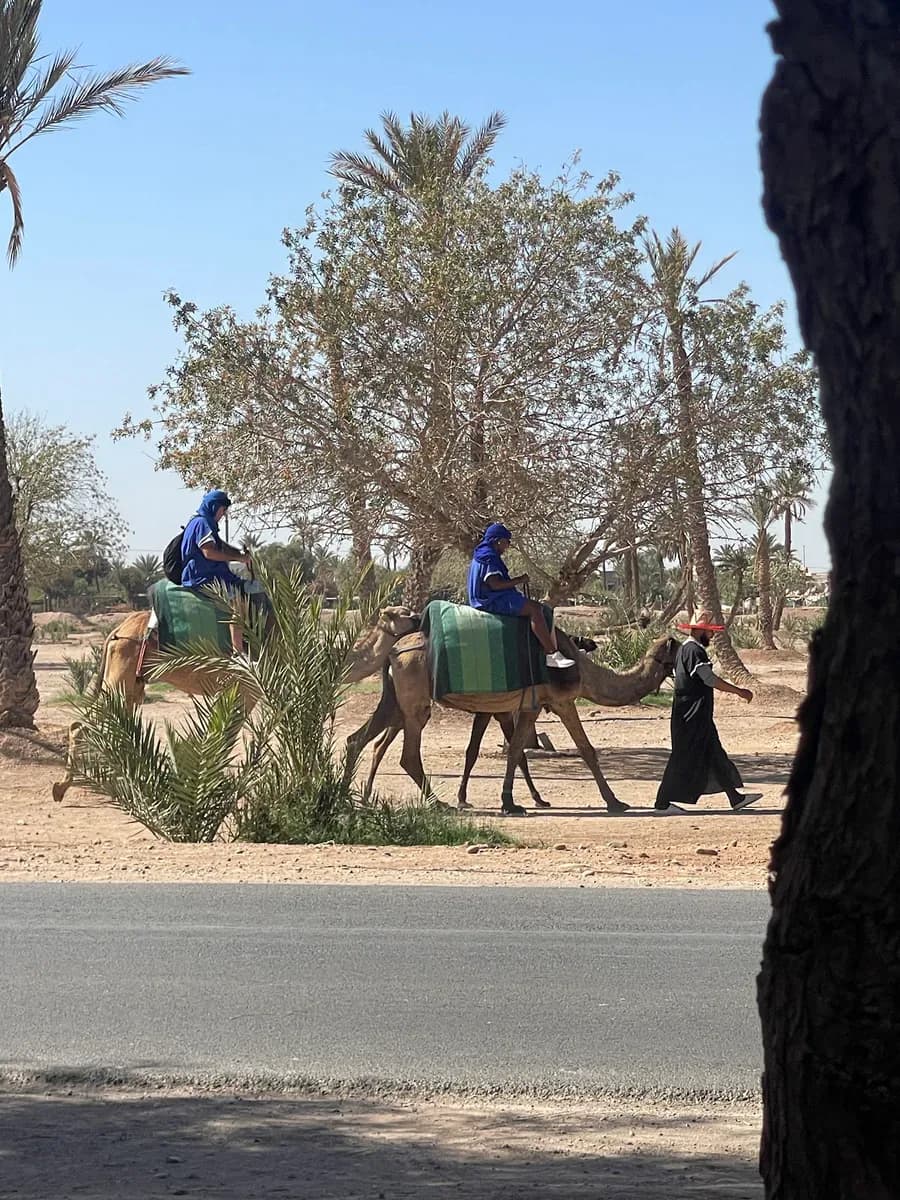 Balade Chameau Marrakech 4