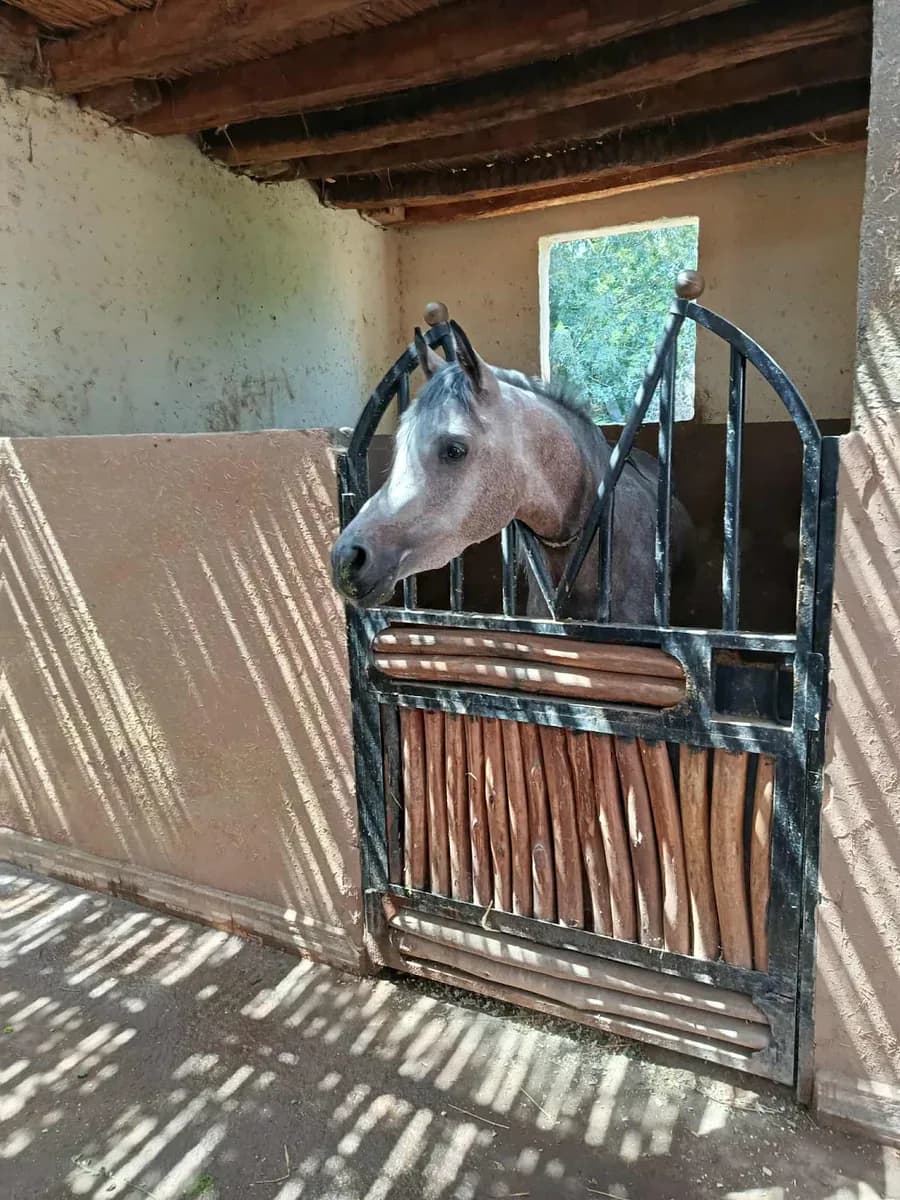 Equestre Palmeraie - Cheval Marrakech atlas 2