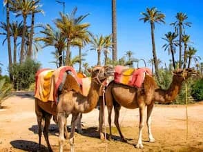 Quadmarrakech Tours 4