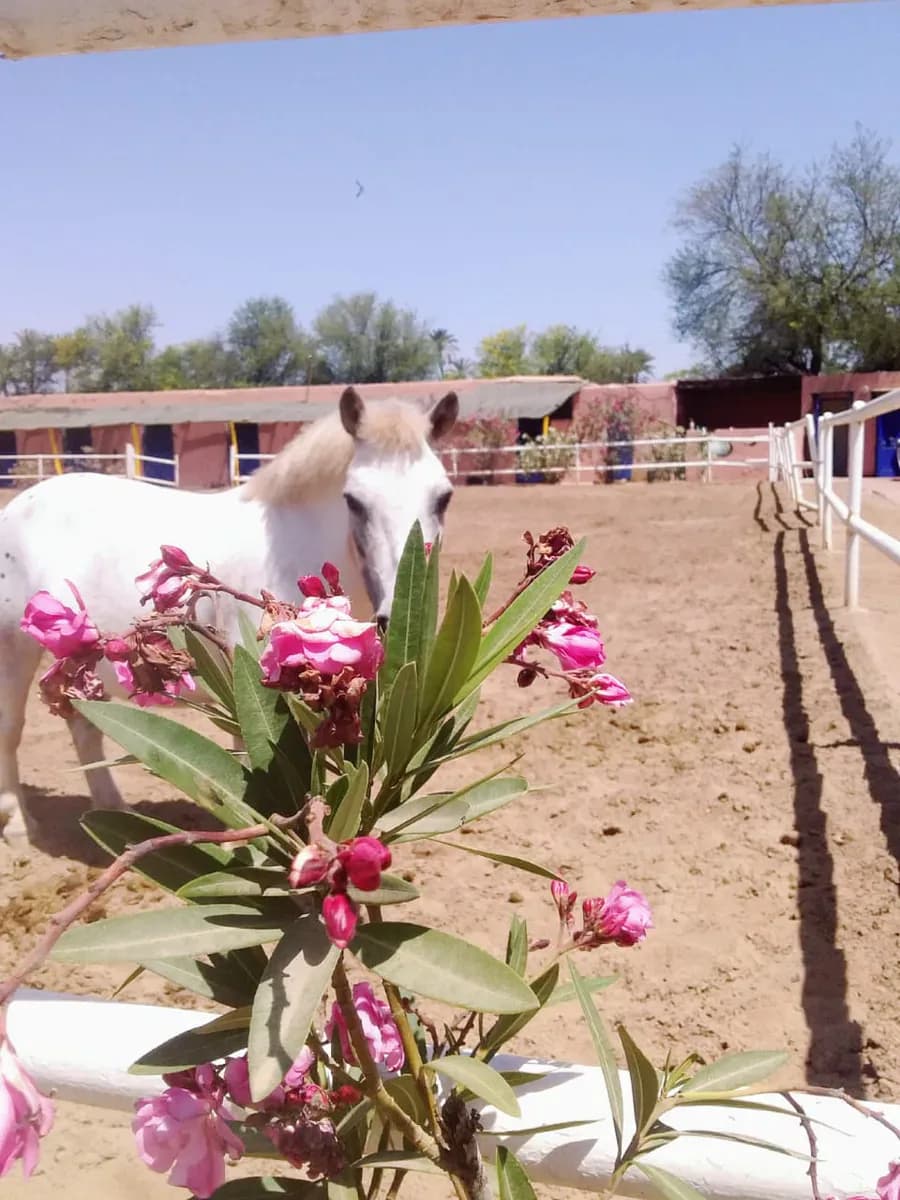 Equitation Marrakech Palmeraie 2
