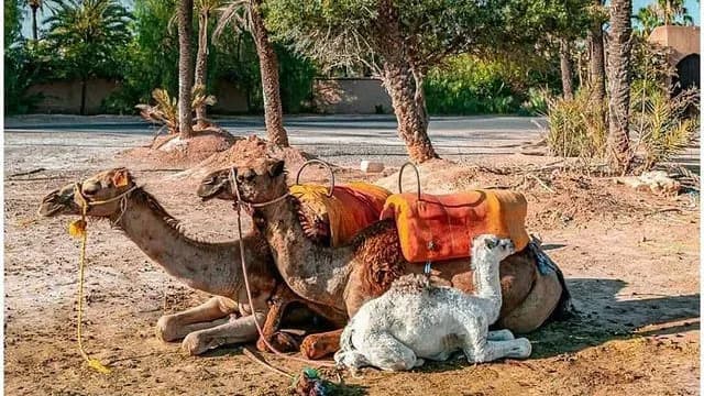 Camel, Quad & Horseback Adventure in Morocco
