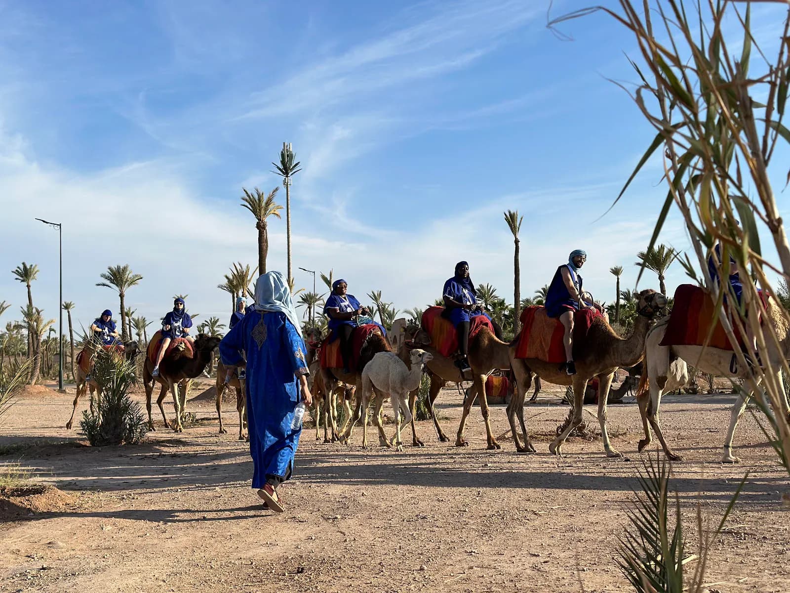 Dromadaire Marrakech 4
