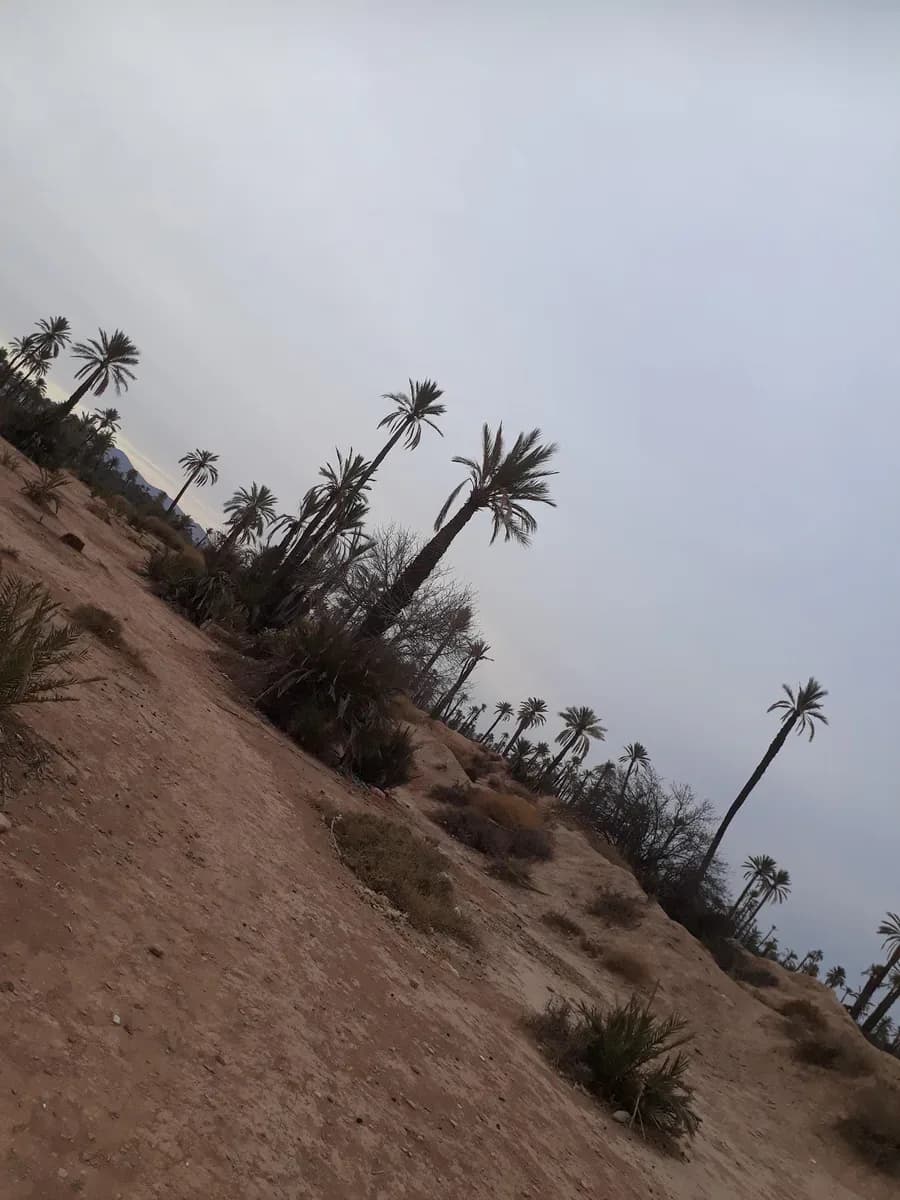 Palmerie Marrakech Activities 3