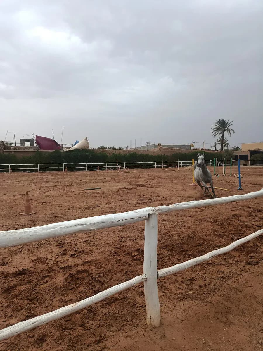 Equestre Palmeraie - Cheval Marrakech atlas 3