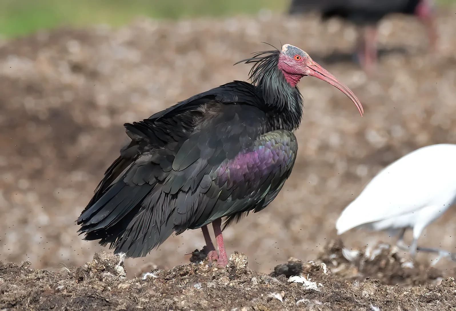 Birdwatching Morocco Tours 3