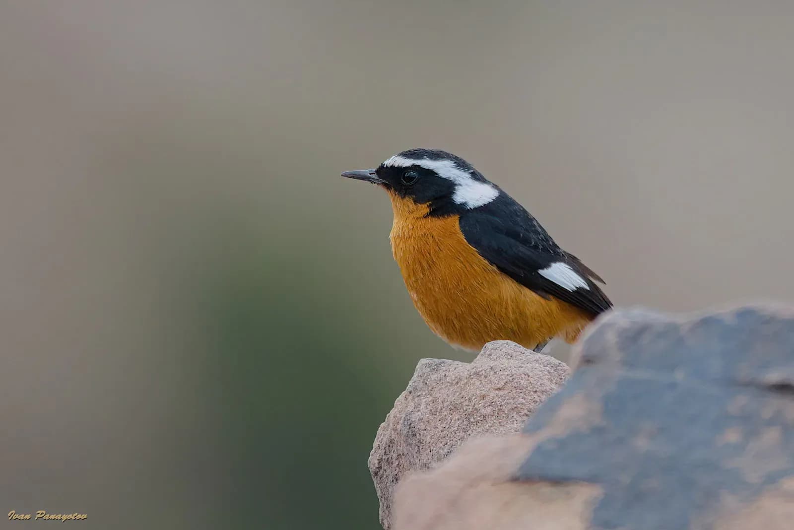 Birdwatching Morocco Tours 4