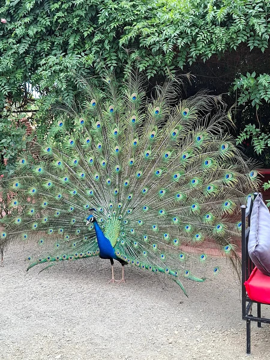 Peacocks, Gardens & Mountain Views in Morocco