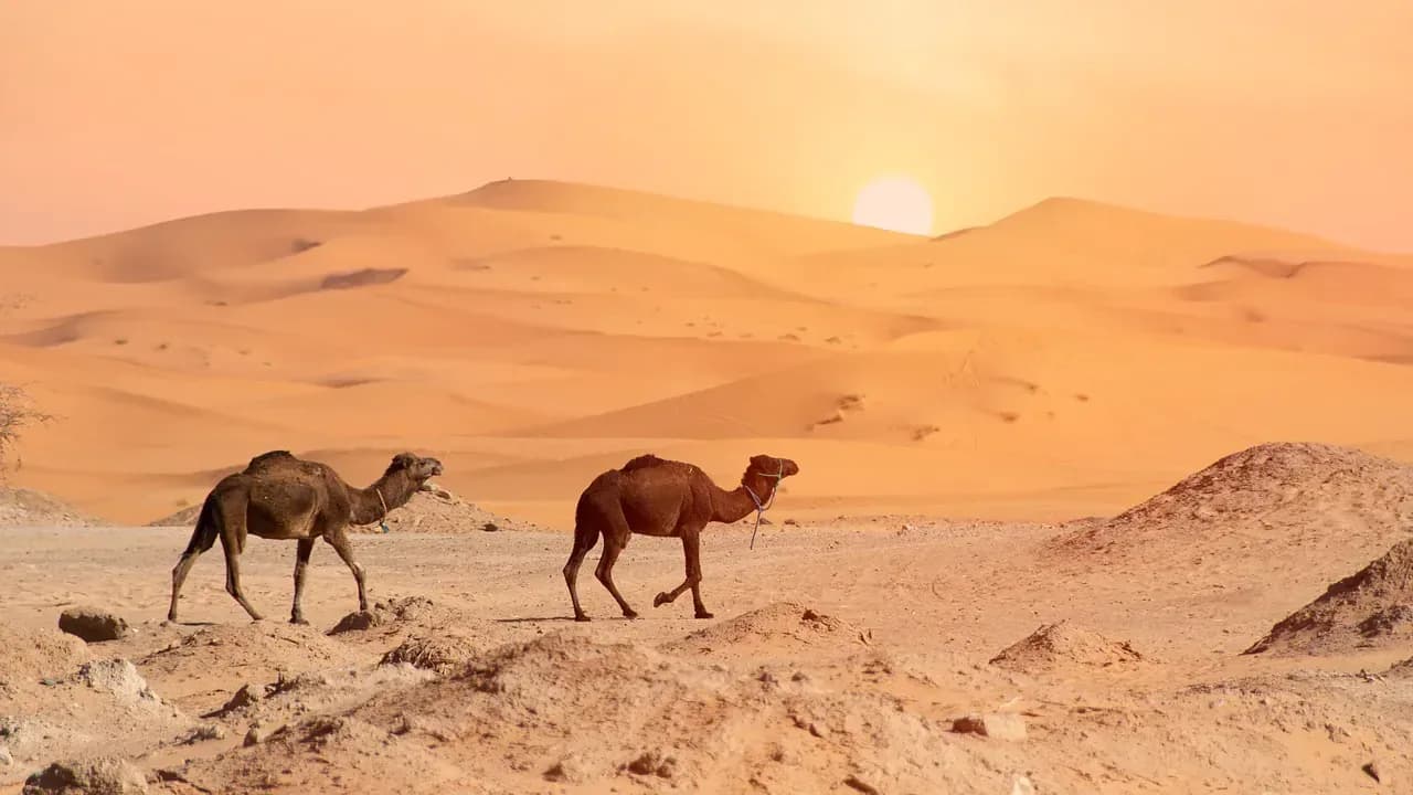 Golden Dunes & Desert Camp Adventure